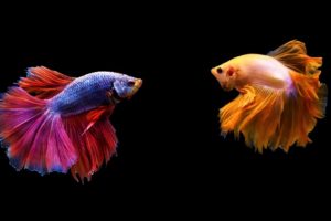 12 Hours Stunning Betta Fish with Relax Music 🐠 Relaxing Fish in Black Aquarium
