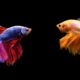 12 Hours Stunning Betta Fish with Relax Music 🐠 Relaxing Fish in Black Aquarium