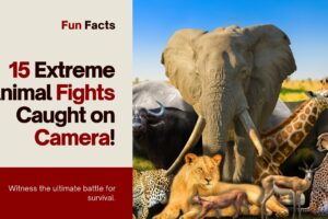 15 EXTREME Wild Animal Fights