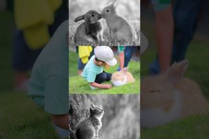 🌈Animals Playing, Animal life, Beautiful animals, Happiness Animals around us #rabbit #shorts #relax