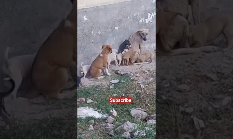 Cute Puppies's Family #shorts #ytshort