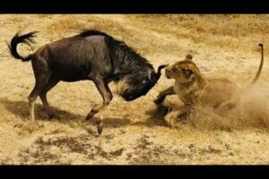 lion kill wildebeest | the greatest fights in the animal kingdom | wildebeest vs lion animal fight