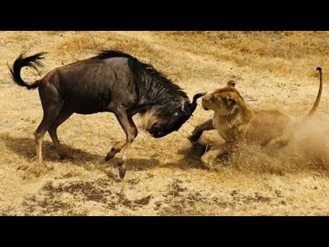 lion kill wildebeest | the greatest fights in the animal kingdom | wildebeest vs lion animal fight