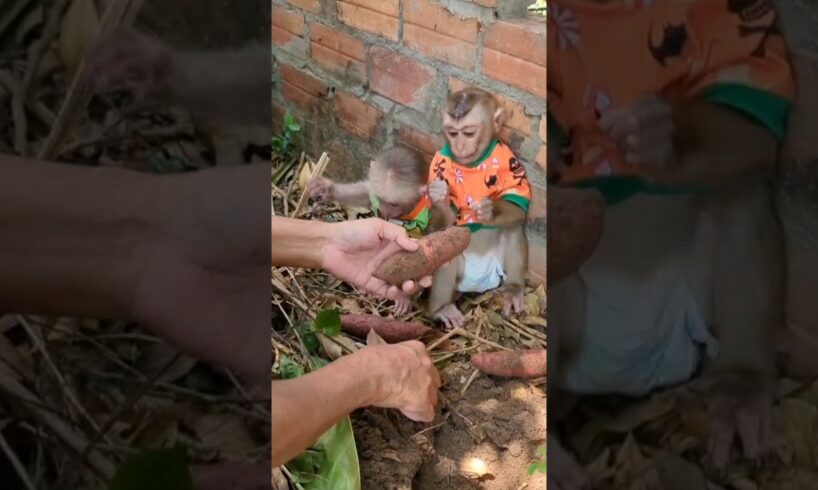 #monkeyplay #monkeymonny #monkeyboy #babyanimal #monkeybab #babymonkey #cute #animals #monkey05