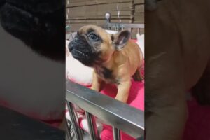 Cute puppies ๐ถ #dog #dogs #doglover #puppy #puppies #pets #pet #cutedog #shortsโ