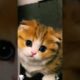 cute kitten,s 😍❤️🥰 #shorts
