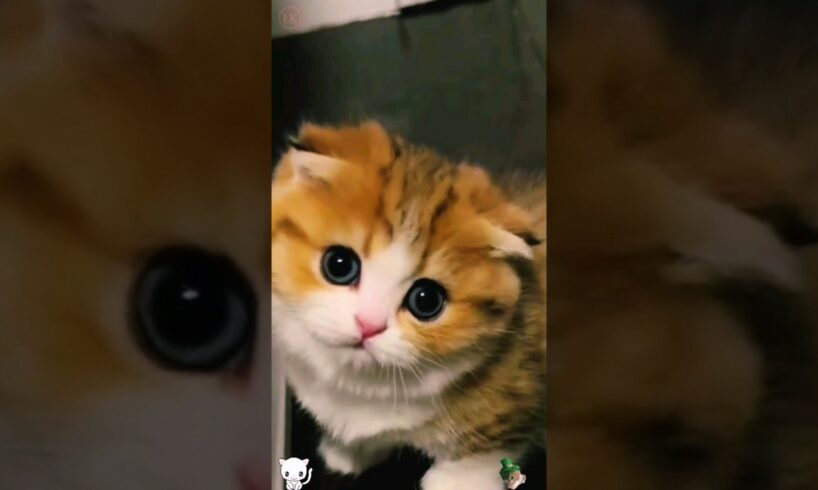 cute kitten,s 😍❤️🥰 #shorts