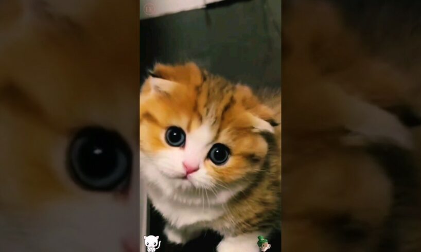 cute kitten,s ๐โค๏ธ๐ฅฐ #shorts