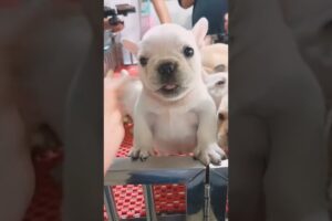 Cute puppies ๐ถ #dog #dogs #doglover #puppy #puppies #pets #pet #cutedog #shortsโ