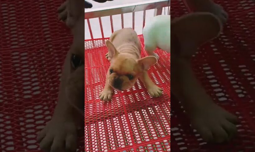 Cute puppies 🐶 #dog #dogs #doglover #puppy #puppies #pets #pet #cutedog #shorts​