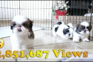 3 Adorable Shih Tzu Puppies | So playful