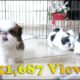 3 Adorable Shih Tzu Puppies | So playful