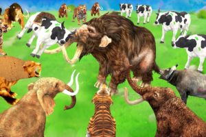 3 Giant Tiger Crocodile Attack 10 Cow Buffalo vs 10 Mammoth Elephant Cow Saved by Giant Lion Gorilla