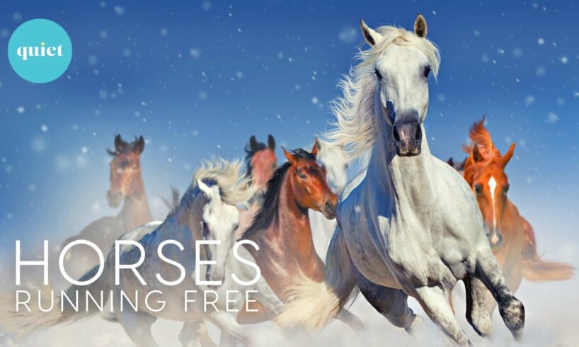 3 HOURS DEEP RELAX |  WILD HORSES Running in the Snow | Animals Relaxing Nature Film + calming music