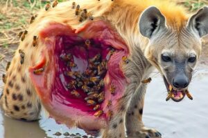 30 Craziest Animal Fights Caught On Camera