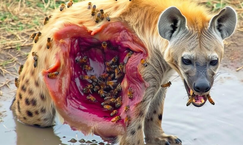 30 Craziest Animal Fights Caught On Camera