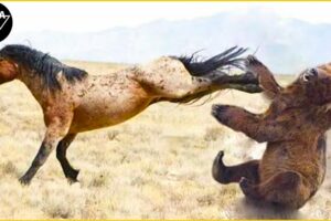 30 Craziest Animal Fights Of ALL TIME Ever Filmed | Animal Fights