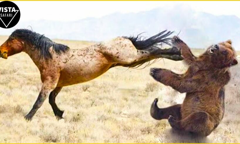 30 Craziest Animal Fights Of ALL TIME Ever Filmed | Animal Fights