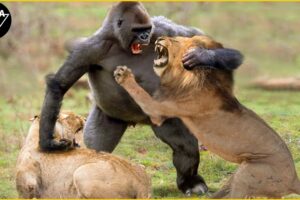30 Craziest Animal Fights Of ALL TIME That You Will Ever See | Animal Fights