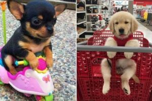 30 Minutes of the World's CUTEST Puppies! 🐶💕 13