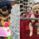 30 Minutes of the World's CUTEST Puppies! 🐶💕 13