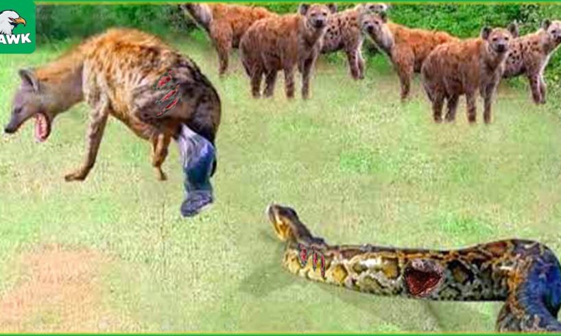 30 Tragic Moments! A Hyena Gives Birth And Runs Away When Fighting With A Hunting Python