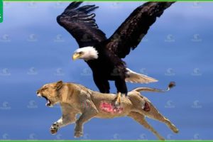 30 Tragic Moments! Eagle Uses Attack Skills To Lift Lion Into The Sky | Animal Fight