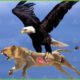 30 Tragic Moments! Eagle Uses Attack Skills To Lift Lion Into The Sky | Animal Fight