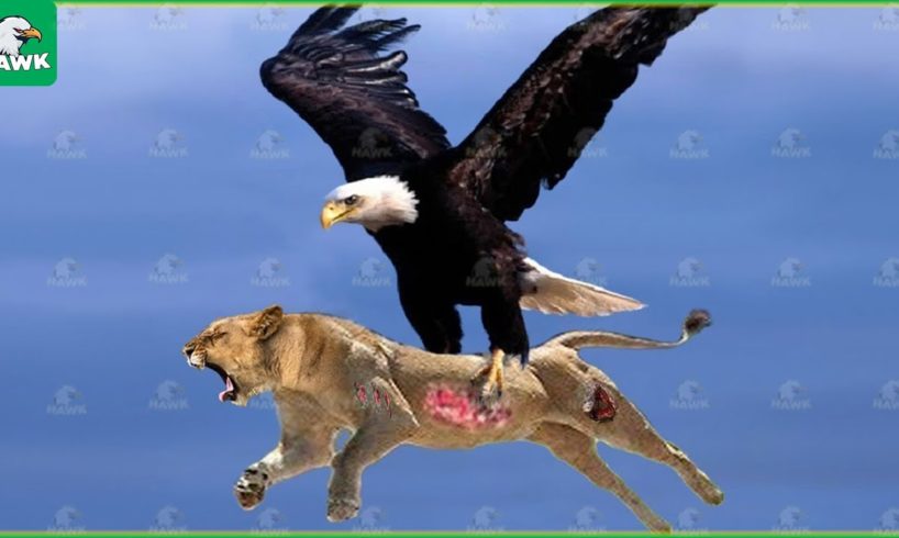 30 Tragic Moments! Eagle Uses Attack Skills To Lift Lion Into The Sky | Animal Fight