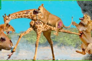 30 Tragic Moments! Giraffe Alone Defeats A Herd Of Lion | Animal Fight