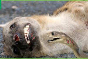30 Tragic Moments! Hyenas Suffer Pain When Hit By Snake Venom | Animal Fight