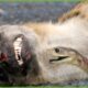 30 Tragic Moments! Hyenas Suffer Pain When Hit By Snake Venom | Animal Fight