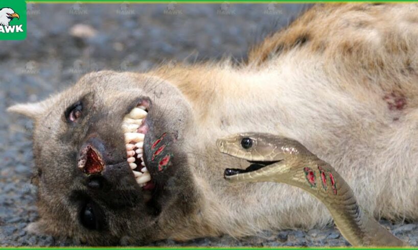 30 Tragic Moments! Hyenas Suffer Pain When Hit By Snake Venom | Animal Fight