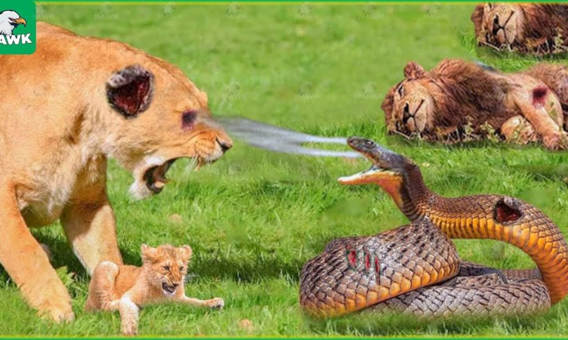 30 Tragic Moments! Lion Endured A Painful Punishment When Confronting A Poison Snake To Save Cub