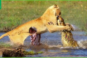 30 Tragic Moments! Lions Fight Fiercely For Prey In The Swamp | Animal Fight