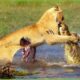 30 Tragic Moments! Lions Fight Fiercely For Prey In The Swamp | Animal Fight