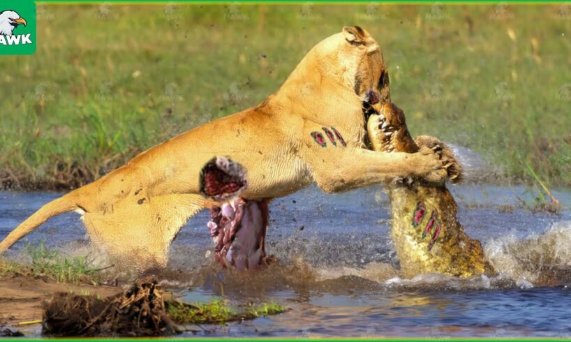 30 Tragic Moments! Lions Fight Fiercely For Prey In The Swamp | Animal Fight