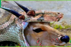 30 Tragic Moments! Stupid Python Swallows Horned Prey | Animal Fight