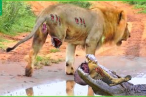 30 Tragic Moments! The Greatest Battle Of The Lion And The Crocodile | Animal Fight