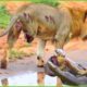 30 Tragic Moments! The Greatest Battle Of The Lion And The Crocodile | Animal Fight