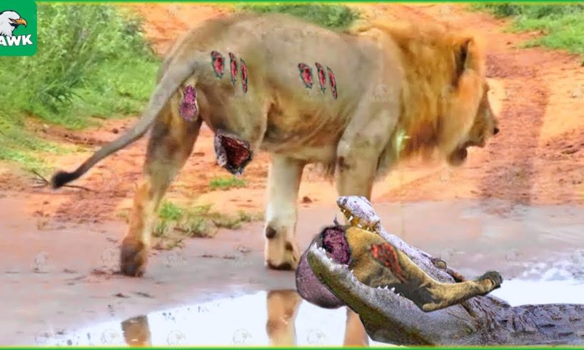 30 Tragic Moments! The Greatest Battle Of The Lion And The Crocodile | Animal Fight