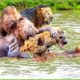 30 Tragic Moments! The Lion King Fights Hyenas To Protect His Cubs | Animal Fight