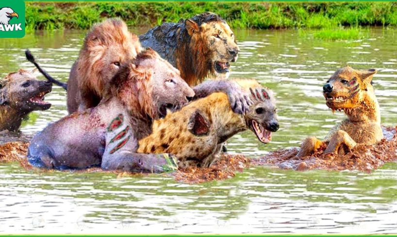 30 Tragic Moments! The Lion King Fights Hyenas To Protect His Cubs | Animal Fight