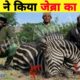 30 Tragic Moments! Wild Animals Get Injured In Wildlife | Animal Fight |Zebra hunting Wild