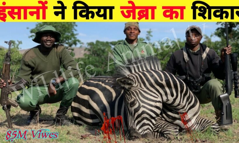 30 Tragic Moments! Wild Animals Get Injured In Wildlife | Animal Fight |Zebra hunting Wild
