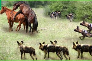 30 Tragic Moments! Wild Dogs Fight Vs Wild Horses, What Happens Next? | Animal Fight