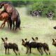 30 Tragic Moments! Wild Dogs Fight Vs Wild Horses, What Happens Next? | Animal Fight
