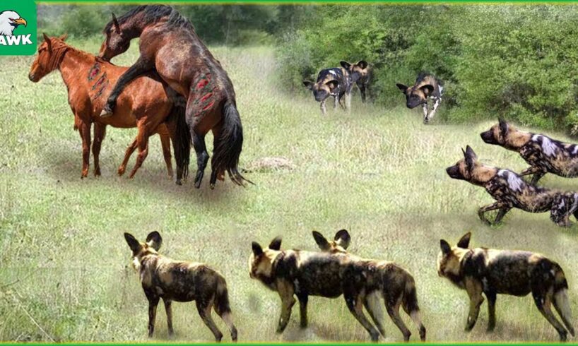30 Tragic Moments! Wild Dogs Fight Vs Wild Horses, What Happens Next? | Animal Fight