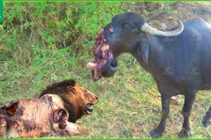 30 Tragics Moments Buffalo Injured By Animal Fight | Wild Animals