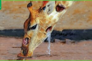 30 Traumatic Moments Of Giraffes Injured In Battle, What Happens Next? | Animal Fight